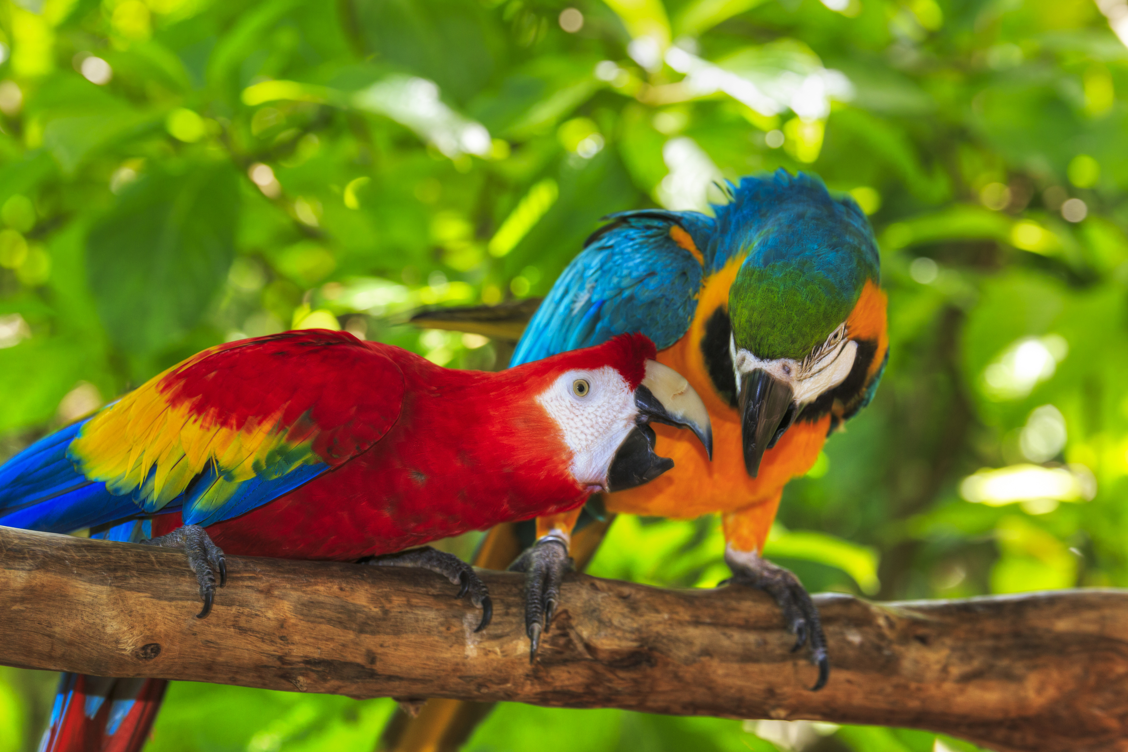 Two parrots perched together